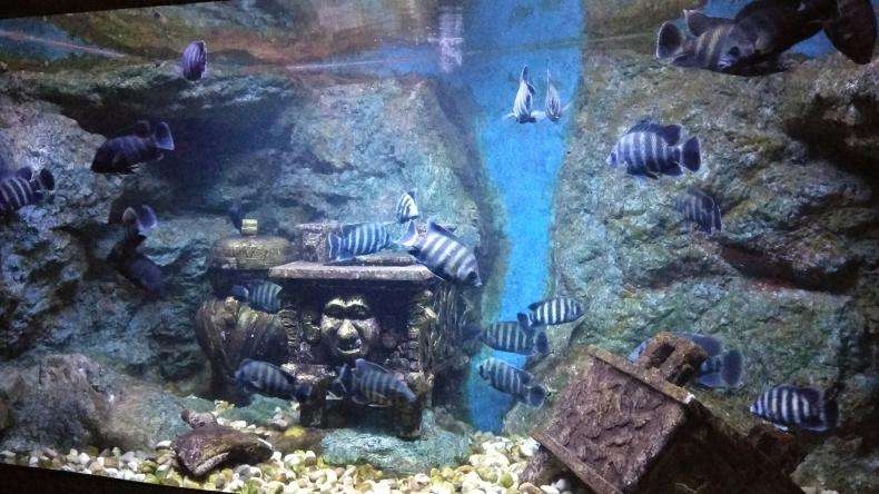 如何辨别负压鱼缸的材质？